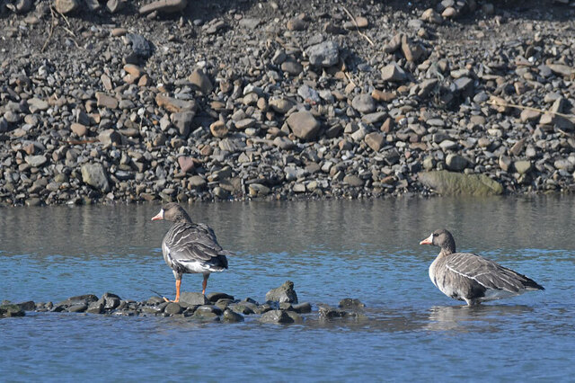 佐護川の河口で 野鳥通信…対馬から（2）